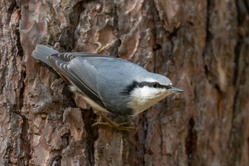 The Eurasian nuthatch or wood nuthatch (Sitta europaea) is a small passerine bird of the Sittidae...