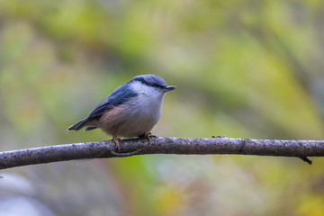 The Eurasian nuthatch or wood nuthatch (Sitta europaea) is a small passerine bird of the Sittidae...