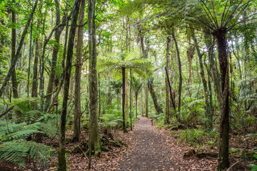 Weg im Trounson Kauri Park, Neuseeland