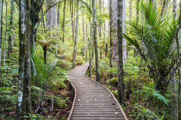 Weg im Trounson Kauri Park, Neuseeland