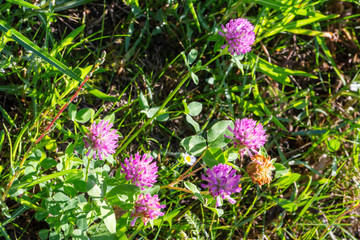 Clover flowers closeup