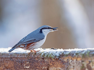The Eurasian nuthatch or wood nuthatch (Sitta europaea) is a small passerine bird of the Sittidae...