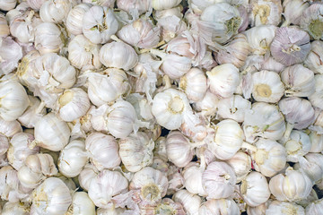 garlic pile texture. Fresh garlic on market table closeup photo.