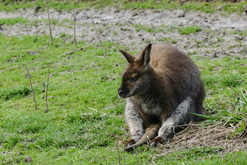 Naklejka na ściany i meble Kangaroo in freedom laying down resting on the grass and enjoying the sun