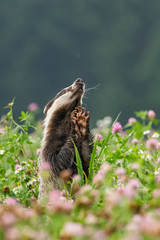 Obraz premium Beautiful European badger (Meles meles - Eurasian badger) in his natural environment in the summer meadow with many flowers