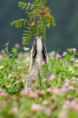Beautiful European badger (Meles meles - Eurasian badger) in his natural environment in the summer meadow with many flowers © Lukas