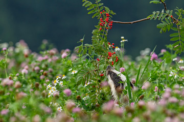 Beautiful European badger (Meles meles - Eurasian badger) in his natural environment in the summer meadow with many flowers © Lukas