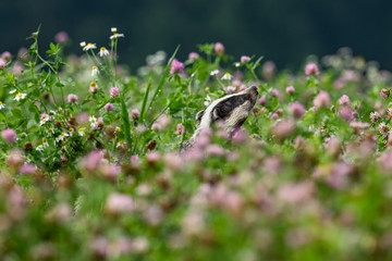 Beautiful European badger (Meles meles - Eurasian badger) in his natural environment in the summer meadow with many flowers © Lukas