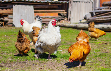 Beautiful and colorful roosters and hens walk in the courtyard of a farm house on a green lawn Siberian village, Russia