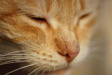 Ginger cat face closeup. Animal portrait. Pet resting.