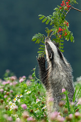 Beautiful European badger (Meles meles - Eurasian badger) in his natural environment in the summer meadow with many flowers © Lukas