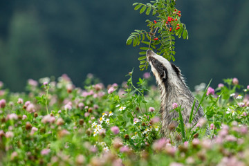Beautiful European badger (Meles meles - Eurasian badger) in his natural environment in the summer meadow with many flowers - obrazy, fototapety, plakaty