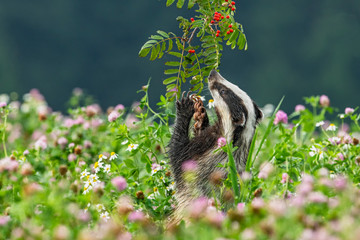 Beautiful European badger (Meles meles - Eurasian badger) in his natural environment in the summer meadow with many flowers - obrazy, fototapety, plakaty