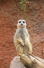 cute meerkat (Suricata suricatta) sitting on the rock and guarding