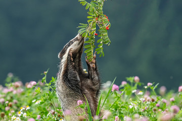 Beautiful European badger (Meles meles - Eurasian badger) in his natural environment in the summer meadow with many flowers © Lukas