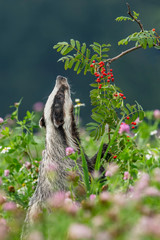 Beautiful European badger (Meles meles - Eurasian badger) in his natural environment in the summer meadow with many flowers © Lukas