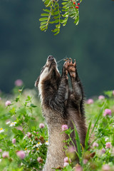 Beautiful European badger (Meles meles - Eurasian badger) in his natural environment in the summer meadow with many flowers © Lukas
