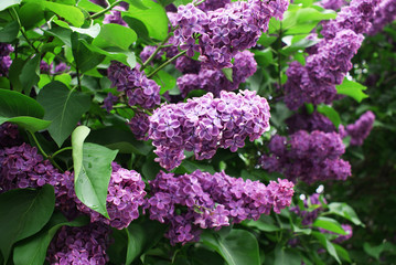 Lilac blossoming tree in spring, spring.