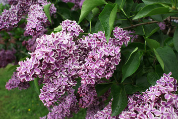 Lilac blossoming tree in spring, spring.