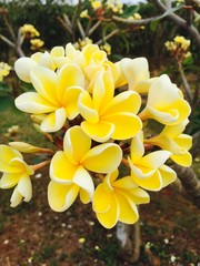 Yellow plumeria blooming on island