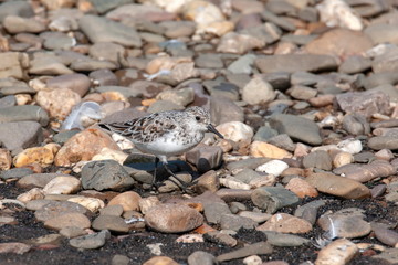 Sanderling