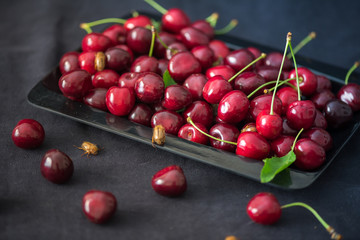 Ripe sweet cherry. Berries close up. Fruits, berries from the garden.  Several bugs crawling on the berries of cherries.