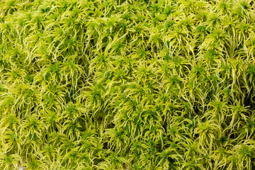 moss - Sphagnum - peat moss close up