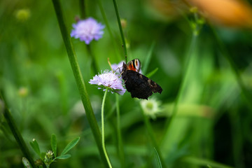 European Peacock Aglais butterfly sitting on flower macro 