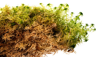 moss - Sphagnum - peat moss close up