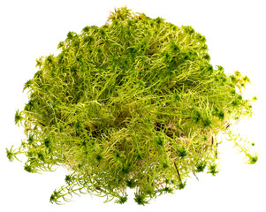 moss - Sphagnum - peat moss close up