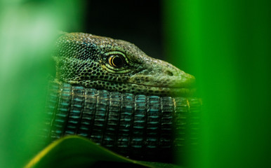 lizard eye