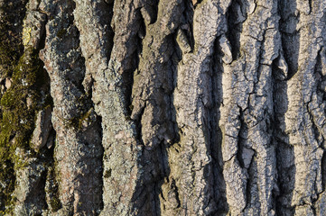 Tree bark close-up - 323085969