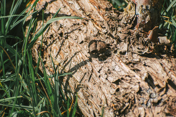 trunk of a tree