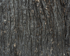 Background of burnt wood texture, dark texture