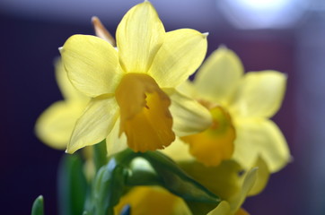 Narzissenblütten