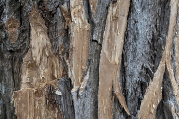 Bark on a trunk of an old tree texture