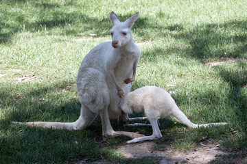 the albino western grey kangaroo is feeding her joey from her pouch