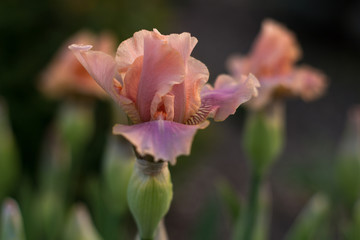 Fototapeta na wymiar Blossoming cream beige iris flower close-up
