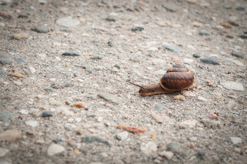 small snail on old asphalt close up