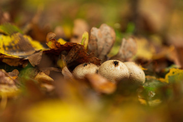 Puffballs in a forest