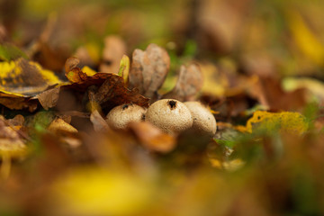 Puffballs in a forest