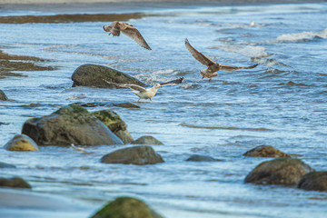 Gulls at a sandy beach on a windy autumn day