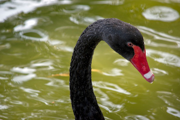 Fototapeta premium this is a side view of a black swan