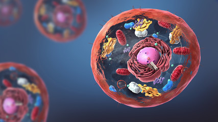 Components of Eukaryotic cell, nucleus and organelles and plasma membrane - 3d illustration - obrazy, fototapety, plakaty