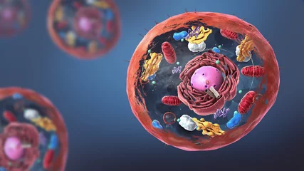 Fotobehang Components of Eukaryotic cell, nucleus and organelles and plasma membrane - 3d illustration © Christoph Burgstedt