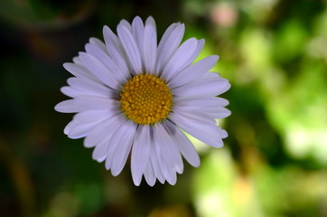 Obraz premium Einzelnes Gänseblümchen