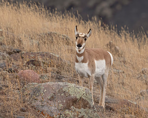 Pronghorn Yellowstone January 2020