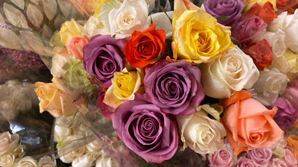 Colorful Roses