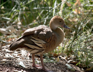this is a side view of a  plumed whistling duck