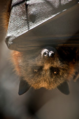 this is a close up of a fruit bat